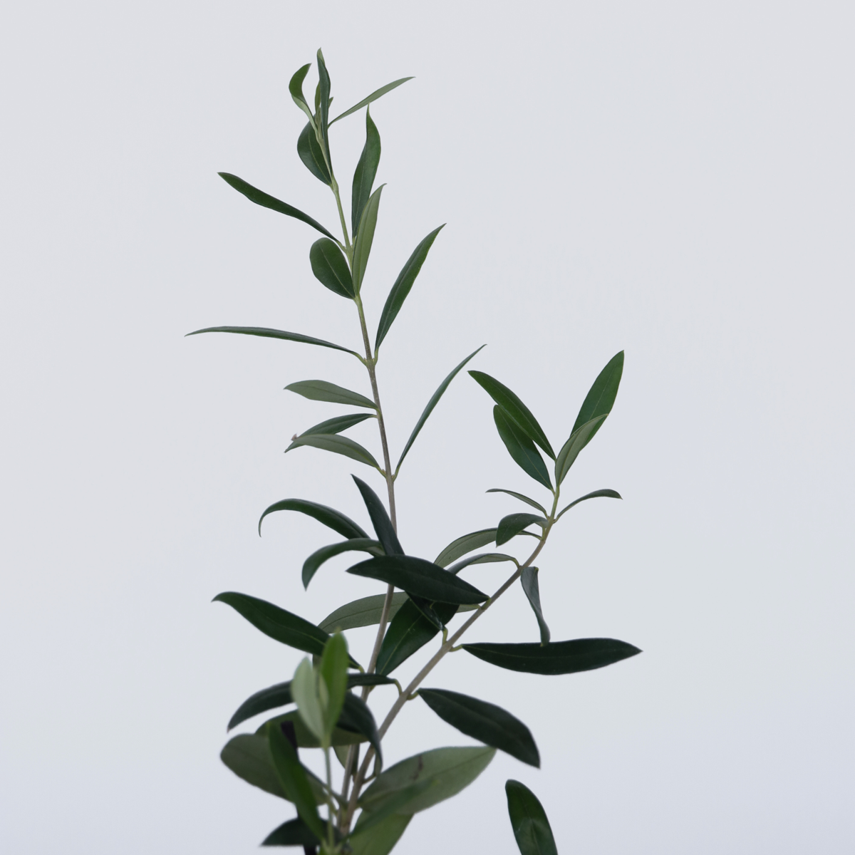 Olive Trees Olivenbaum - 2 Stk - Olea Europaea - Höhe 25-40Cm - ⌀9Cm