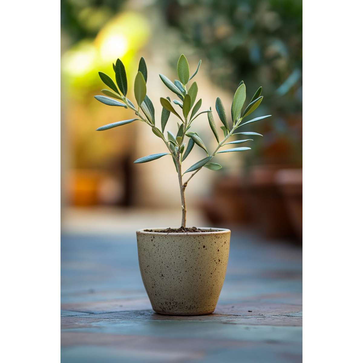 Olive Trees Olivenbaum - 2 Stk - Olea Europaea - Höhe 25-40Cm - ⌀9Cm
