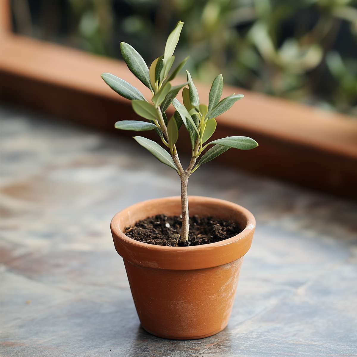 Olive Trees Olivenbaum - 2 Stk - Olea Europaea - Höhe 25-40Cm - ⌀9Cm