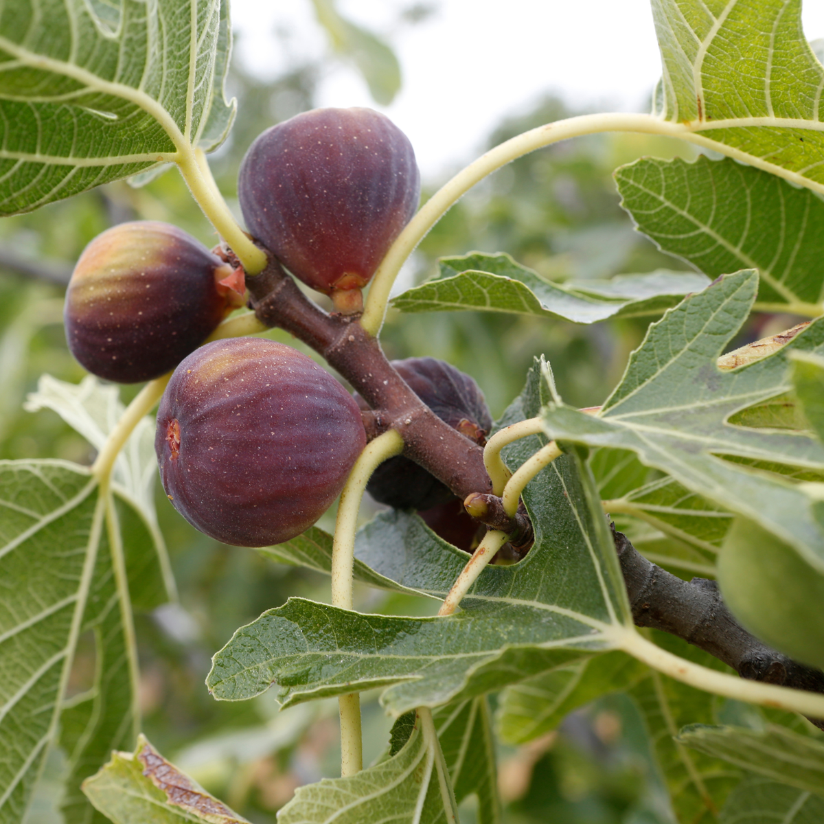 Fruit Trees Feigenbaum - 2 Stk - Ficus Carica 'Brown Turkey' - Höhe 25-40Cm - ⌀9Cm