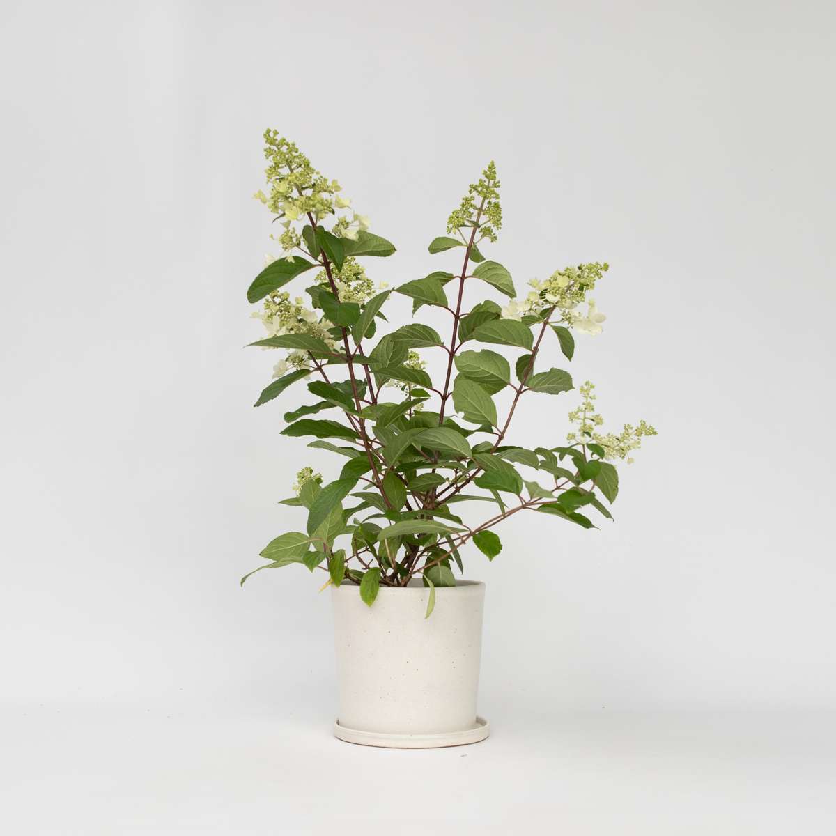 Hydrangea Hortensie - 4 Stk - Hydrangea Paniculata 'Pinky Winky' - Höhe 25-40Cm - ⌀19Cm