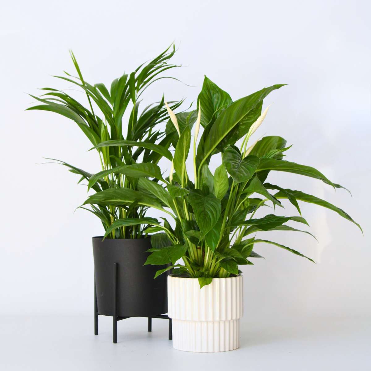 Indoor Palms Lufreinigende Pflanzen - 2 Stk - Spathiphyllum, Dypsis - Höhe 60-75Cm - ⌀17Cm