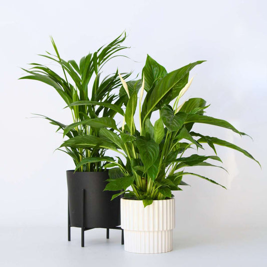Indoor Palms Lufreinigende Pflanzen - 2 Stk - Spathiphyllum, Dypsis - Höhe 60-75Cm - ⌀17Cm