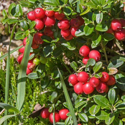 Fruit Trees Preiselbeere - 3 Stk - Vaccinium Macrocarpon 'Cranberry' - Höhe 10-20Cm - ⌀9Cm