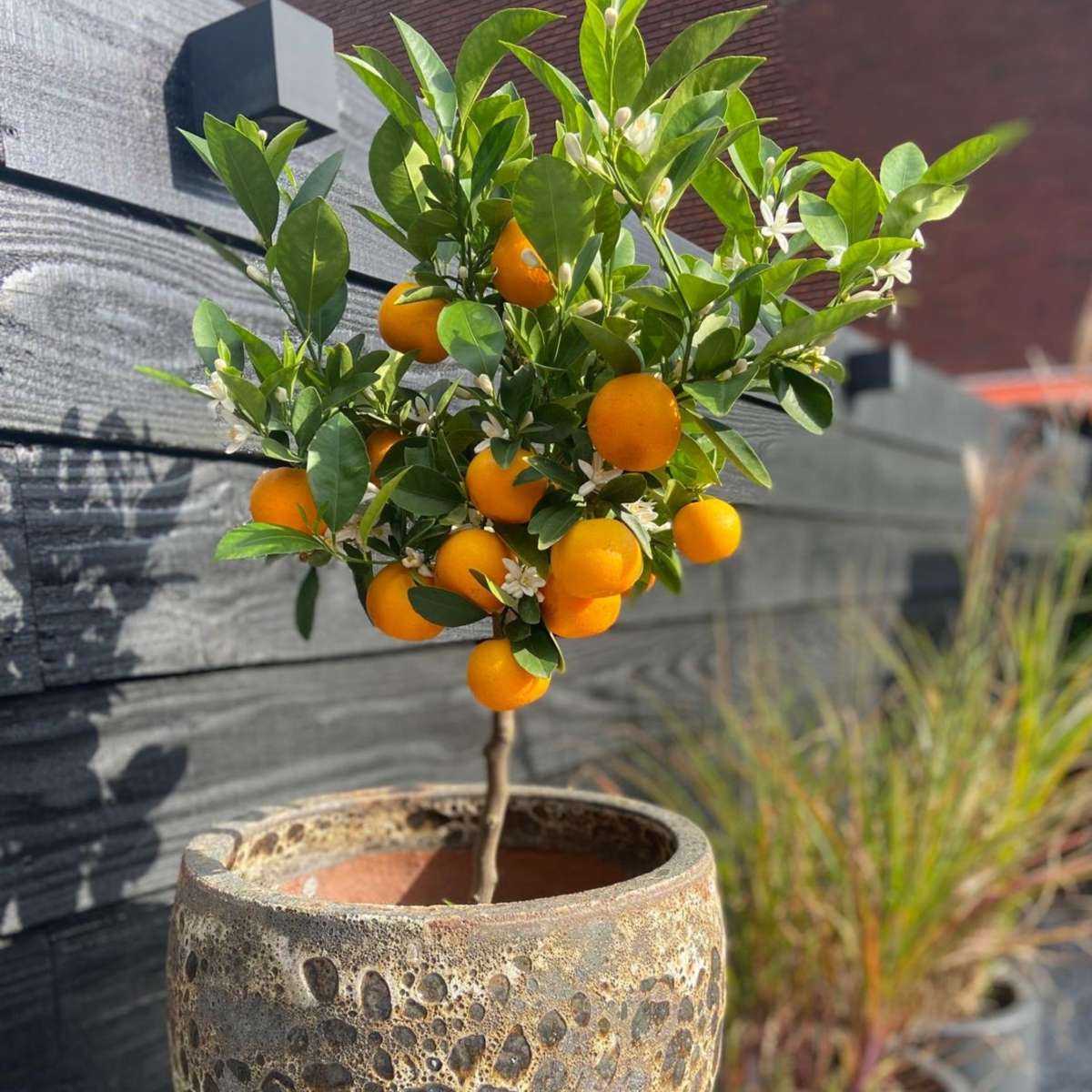 Fruit Trees Orangenbaum - Citrus Mitis 'Calamondin' - Höhe 55-65Cm - ⌀19Cm