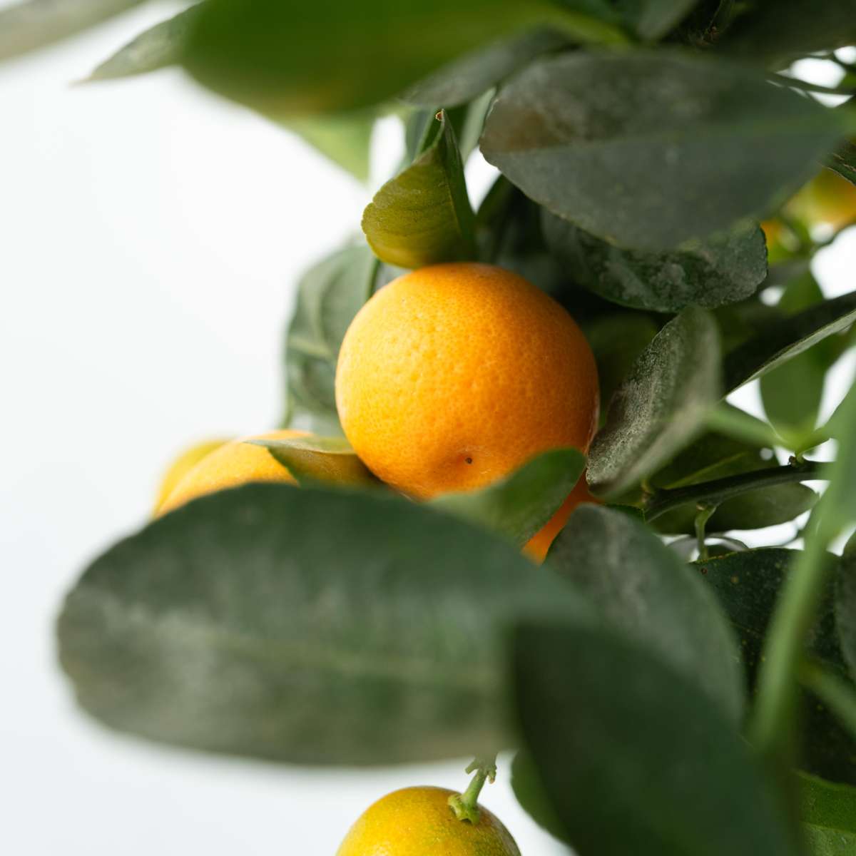 Fruit Trees Orangenbaum - Citrus Mitis 'Calamondin' - Höhe 55-65Cm - ⌀19Cm
