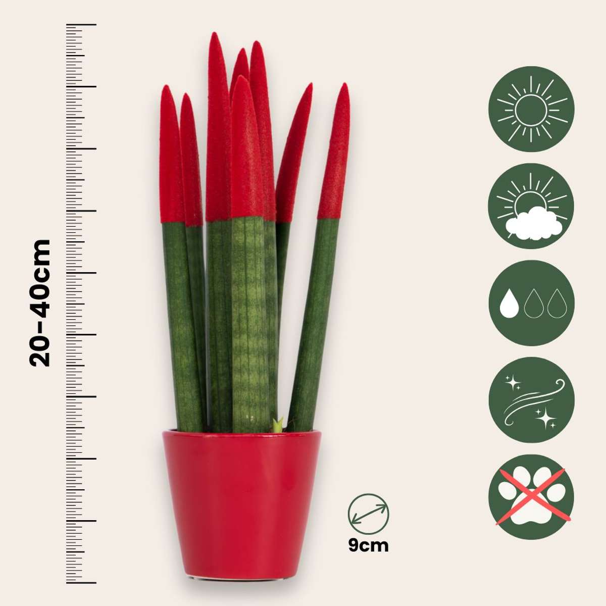 Sansevieria Zylindrischer Bogenhanf - Sansevieria Cylindrica - Höhe 20-40Cm - Topf 9Cm