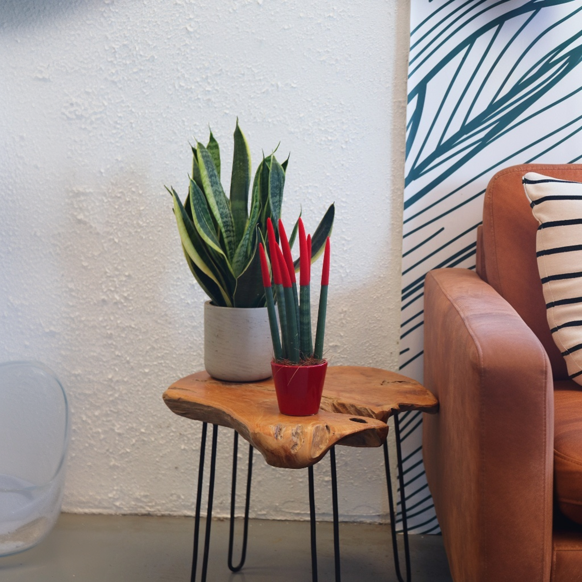 Sansevieria Zylindrischer Bogenhanf - Sansevieria Cylindrica - Höhe 20-40Cm - Topf 9Cm