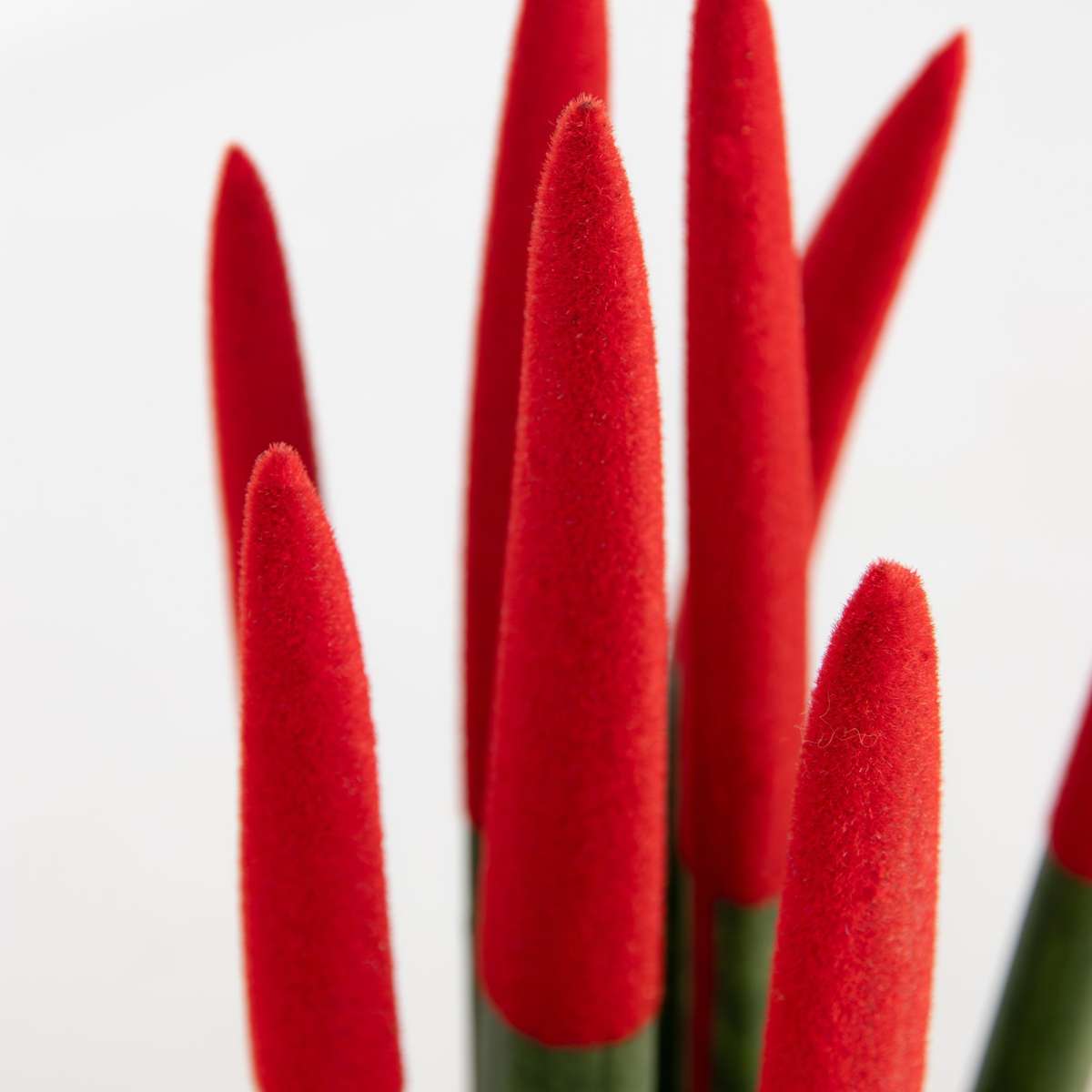 Sansevieria Zylindrischer Bogenhanf - Sansevieria Cylindrica - Höhe 20-40Cm - Topf 9Cm