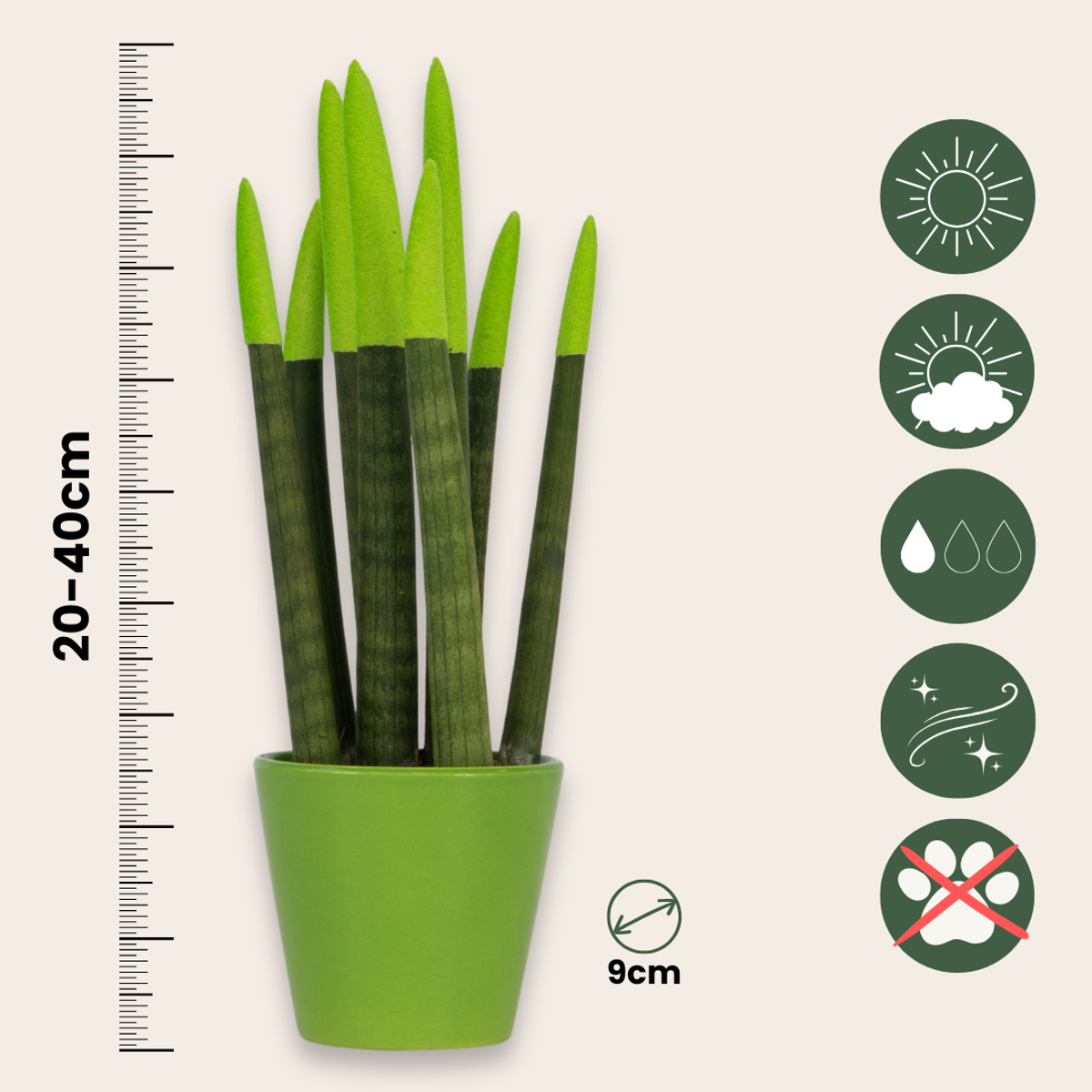 Sansevieria Zylindrischer Bogenhanf - Sansevieria Cylindrica - Höhe 20-40Cm - Topf 9Cm