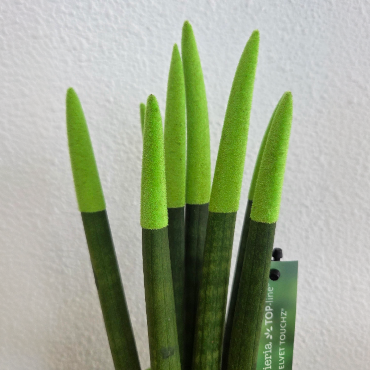 Sansevieria Zylindrischer Bogenhanf - Sansevieria Cylindrica - Höhe 20-40Cm - Topf 9Cm
