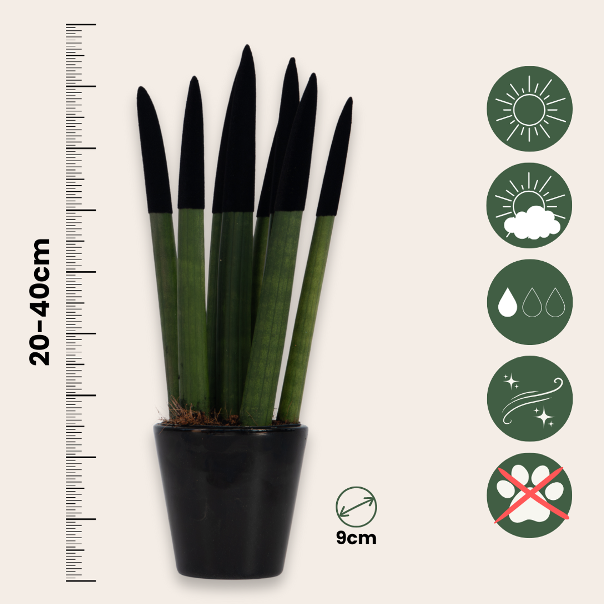 Sansevieria Zylindrischer Bogenhanf - Sansevieria Cylindrica - Höhe 20-40Cm - Topf 9Cm