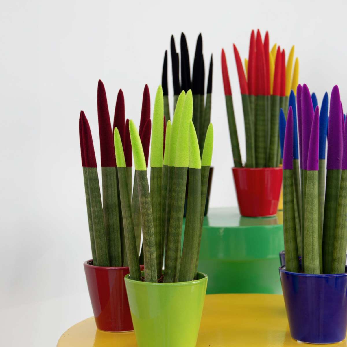 Sansevieria Zylindrischer Bogenhanf - Sansevieria Cylindrica - Höhe 20-40Cm - Topf 9Cm