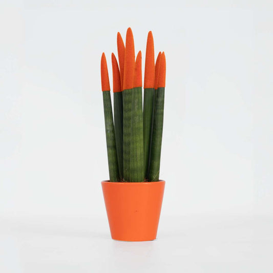Sansevieria Zylindrischer Bogenhanf - Sansevieria Cylindrica - Höhe 20-40Cm - Topf 9Cm