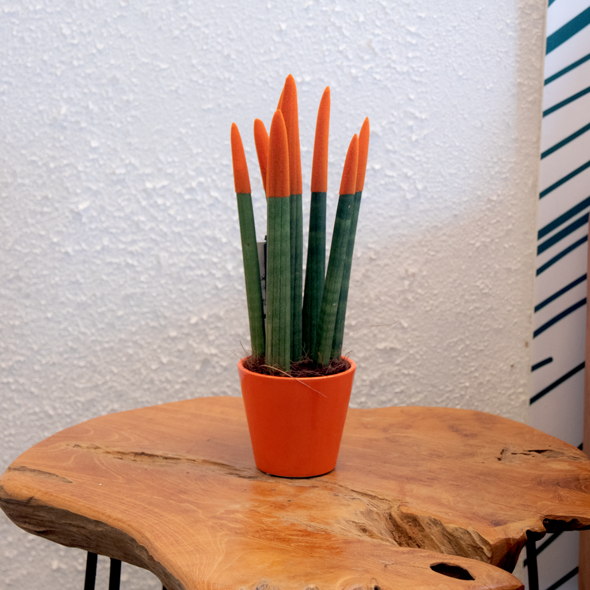 Sansevieria Zylindrischer Bogenhanf - Sansevieria Cylindrica - Höhe 20-40Cm - Topf 9Cm
