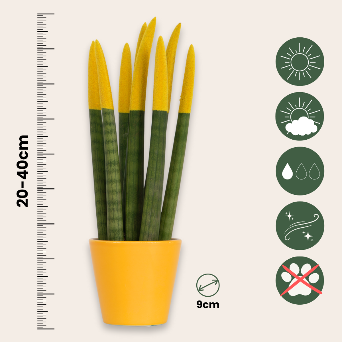 Sansevieria Zylindersansevieria - 3 Stk - Sansevieria Cylindrica - Höhe 20-40Cm - ⌀9Cm