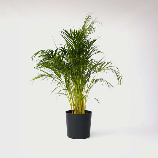 Indoor Palms Goldfruchtpalme - Dypsis Lutescens - Höhe 140-150Cm - ⌀27Cm