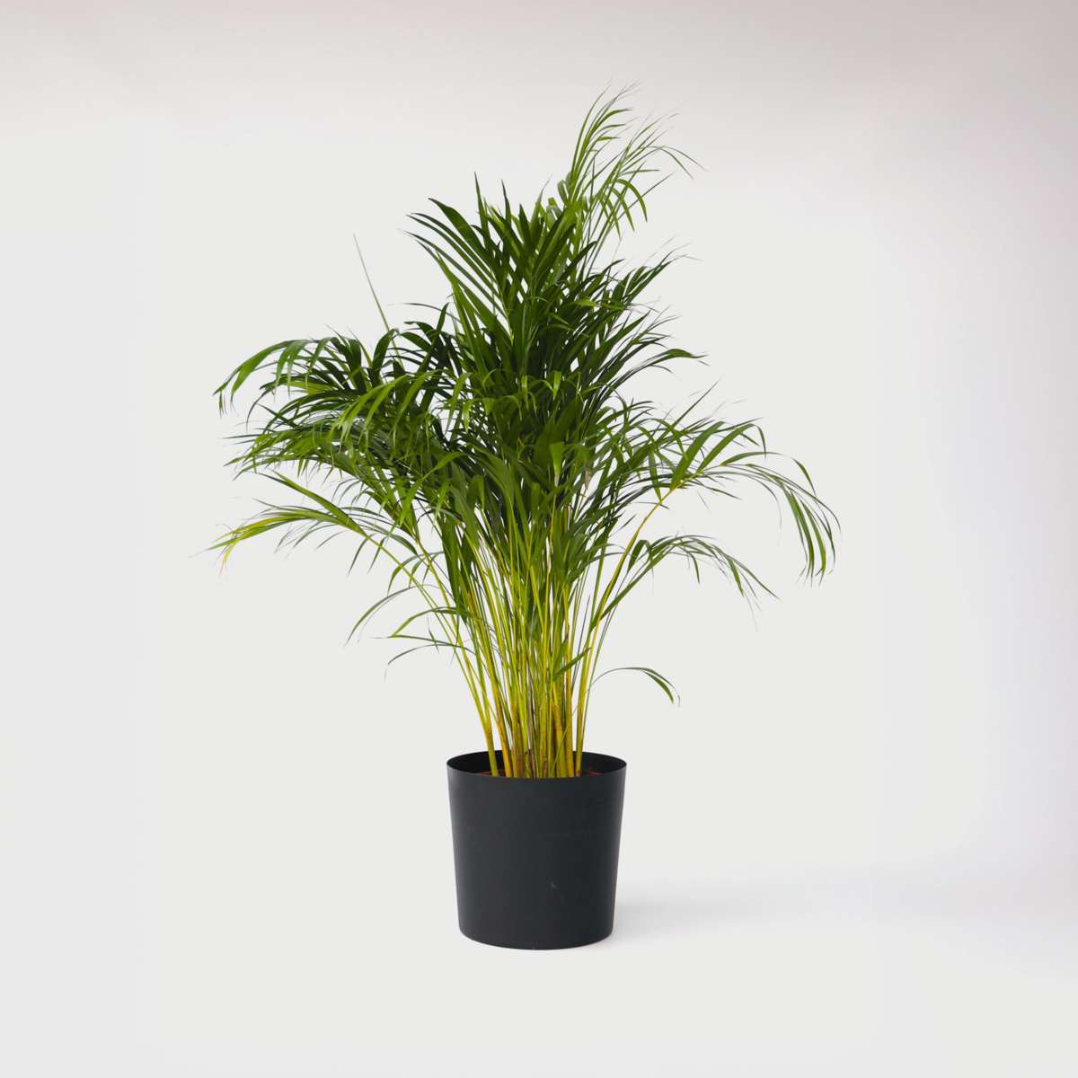 Indoor Palms Goldfruchtpalme - Dypsis Lutescens - Höhe 140-150Cm - ⌀27Cm