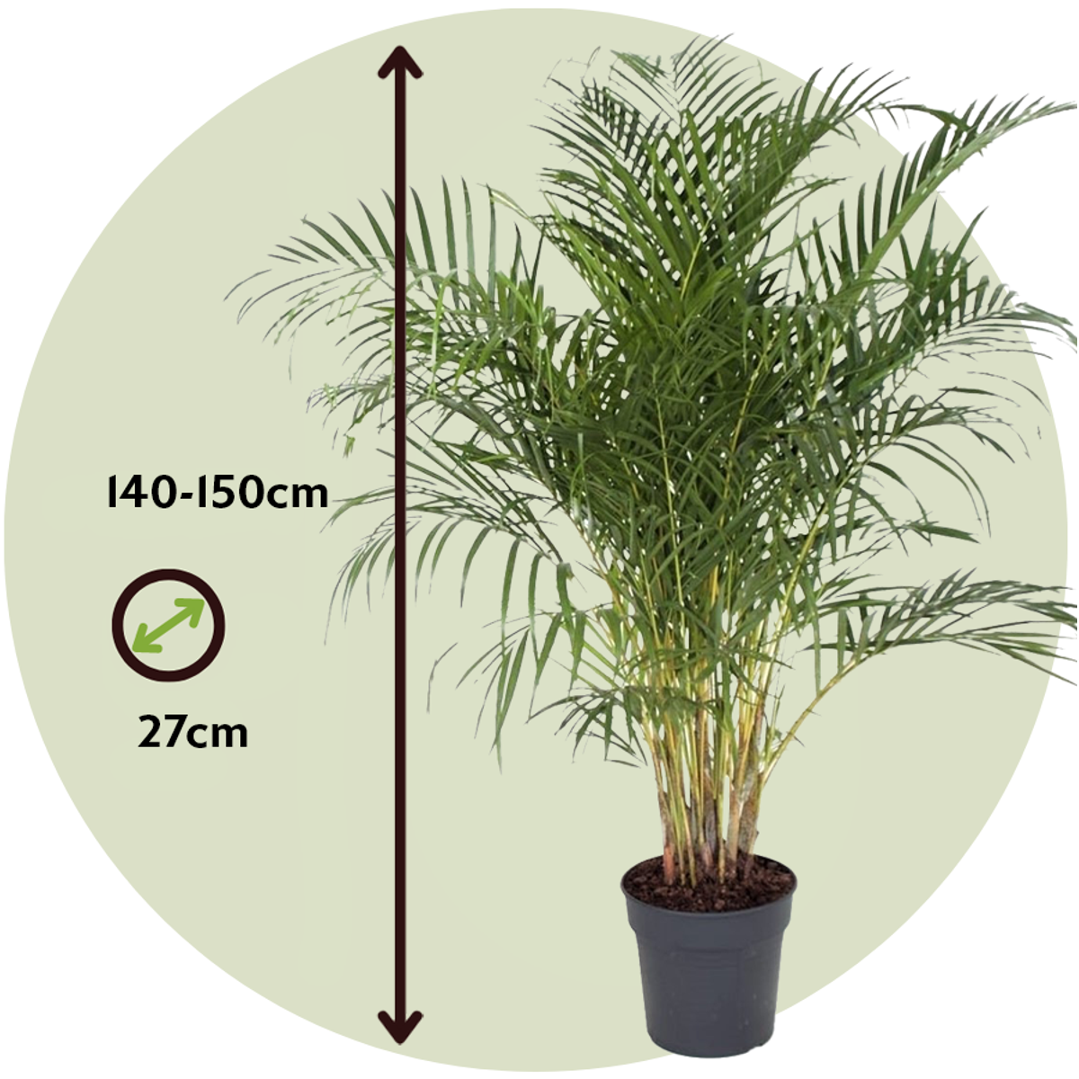 Indoor Palms Goldfruchtpalme - Dypsis Lutescens - Höhe 140-150Cm - ⌀27Cm