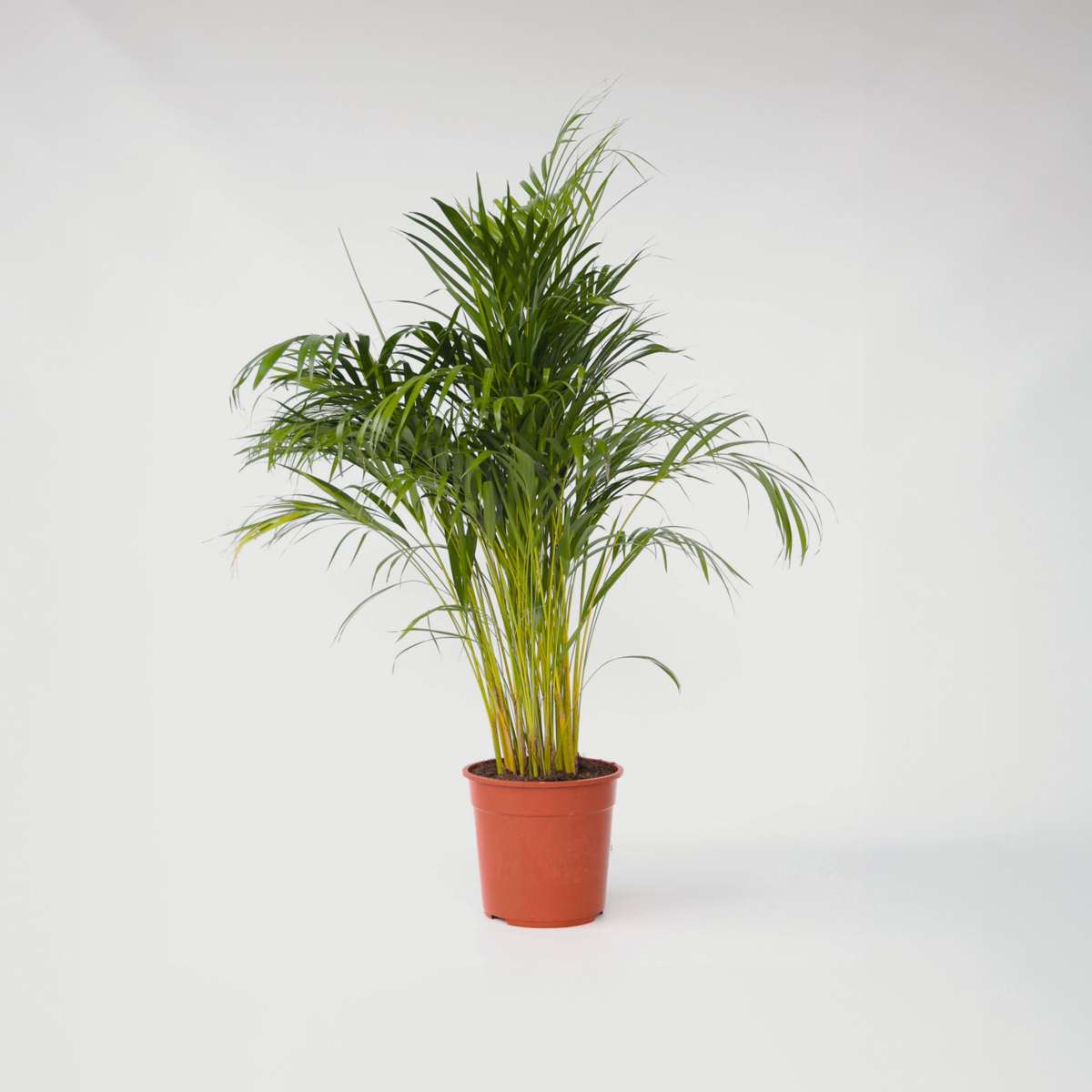 Indoor Palms Goldfruchtpalme - Dypsis Lutescens - Höhe 140-150Cm - ⌀27Cm
