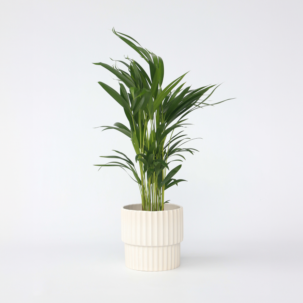 Indoor Palms Goldfruchtpalme - Dypsis Lutescens - Höhe 60-70Cm - ⌀17Cm