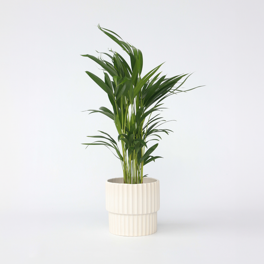 Indoor Palms Goldfruchtpalme - Dypsis Lutescens - Höhe 60-70Cm - ⌀17Cm
