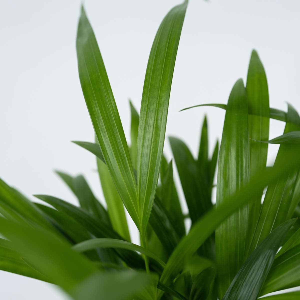 Indoor Palms Goldfruchtpalme - Dypsis Lutescens - Höhe 60-70Cm - ⌀17Cm