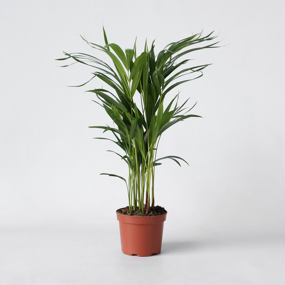 Indoor Palms Goldfruchtpalme - Dypsis Lutescens - Höhe 60-70Cm - ⌀17Cm