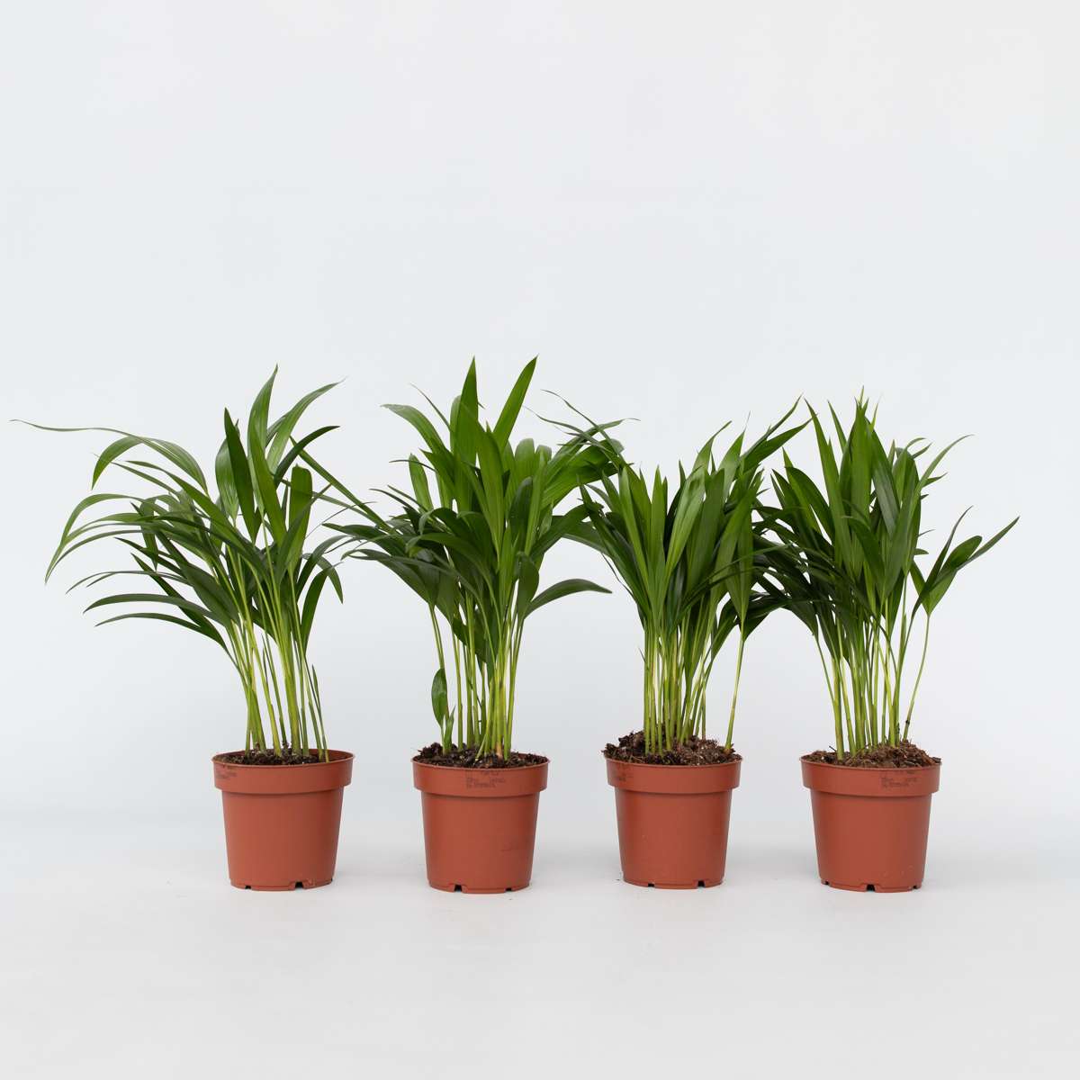 Indoor Palms Goldfruchtpalme - 4 Stk - Dypsis Lutescens - Höhe 30-45Cm - ⌀12Cm