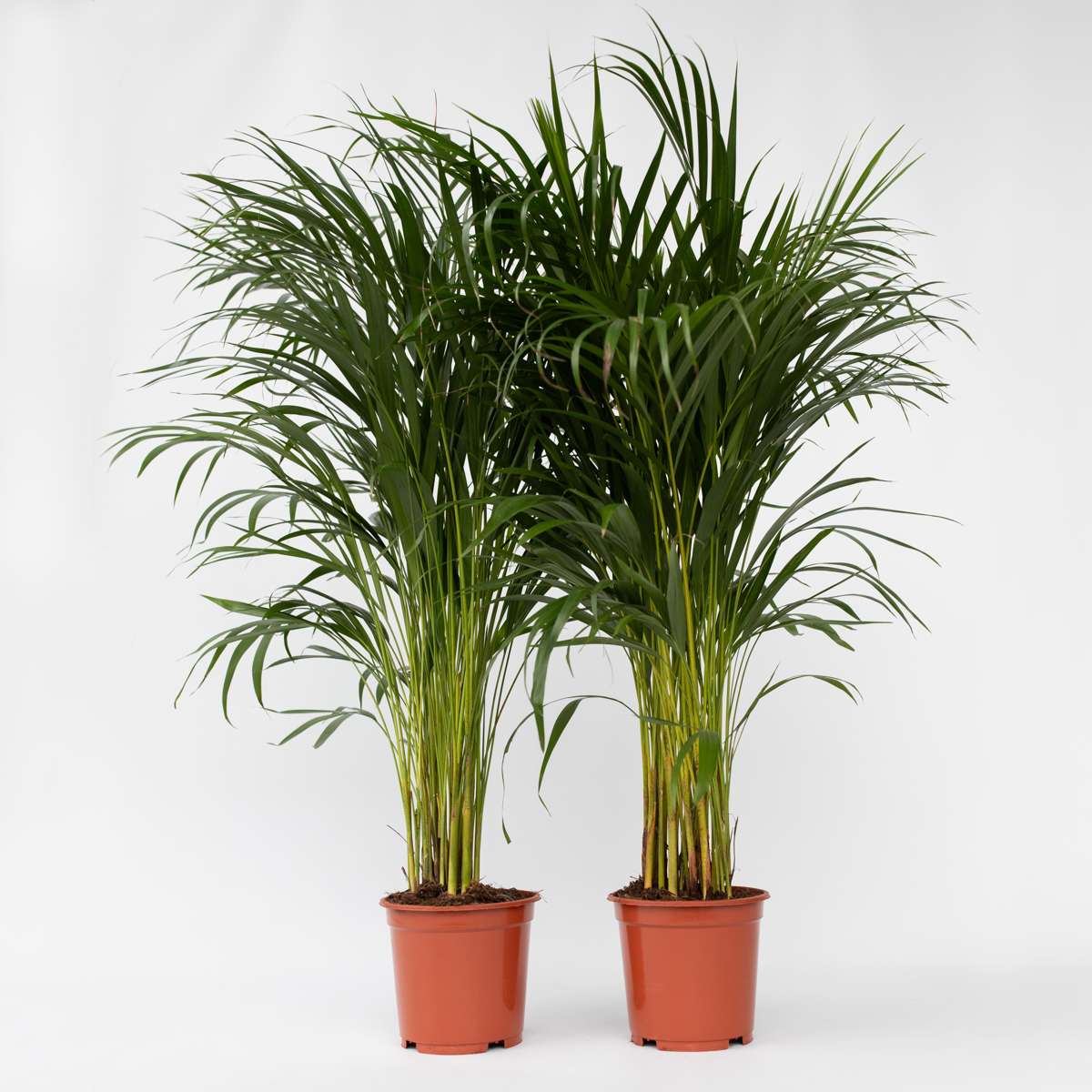 Indoor Palms Goldfruchtpalme - 2 Stk - Dypsis Lutescens - Höhe 100-120Cm - ⌀21Cm