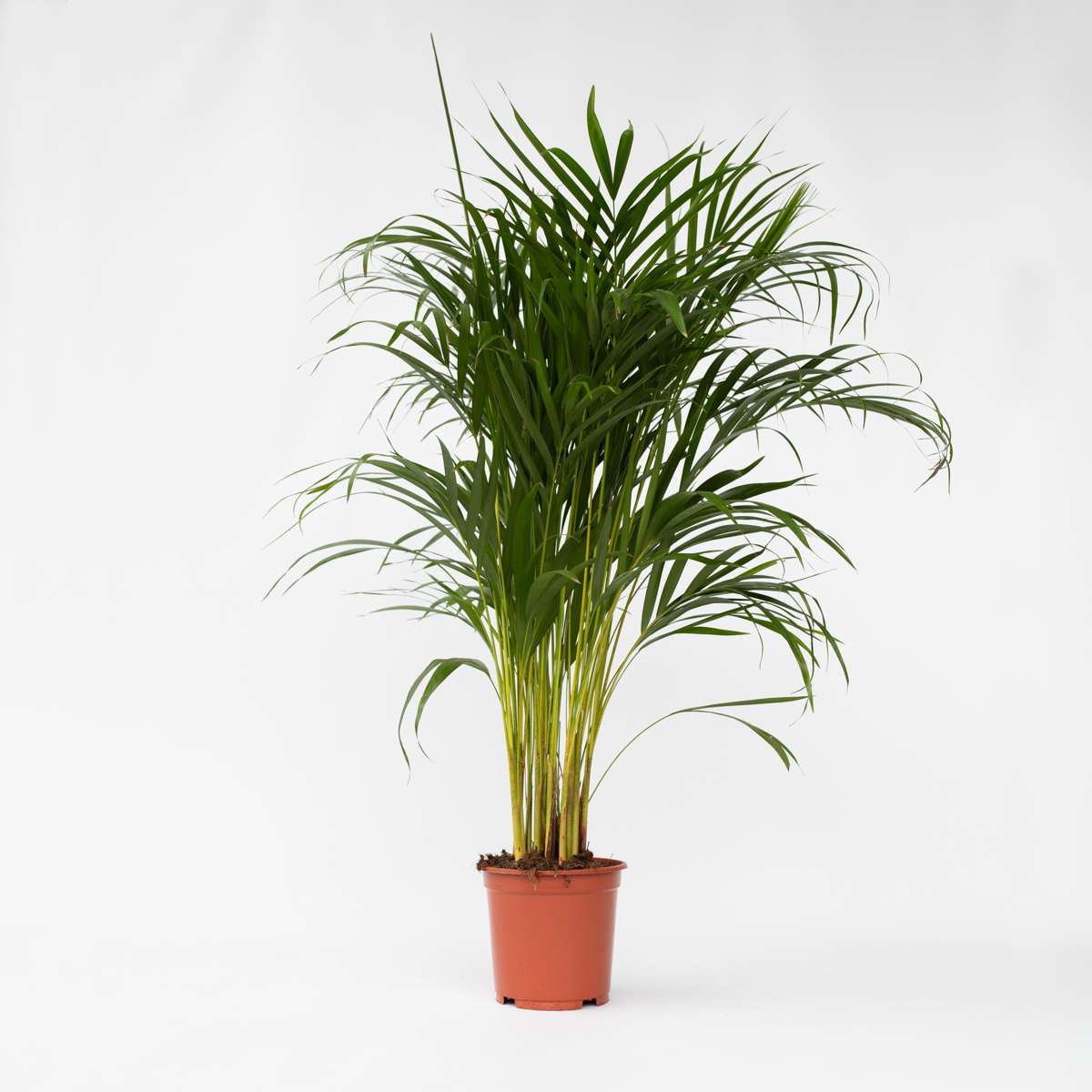 Indoor Palms Goldfruchtpalme - Dypsis Lutescens - Höhe 100-120Cm - ⌀21Cm