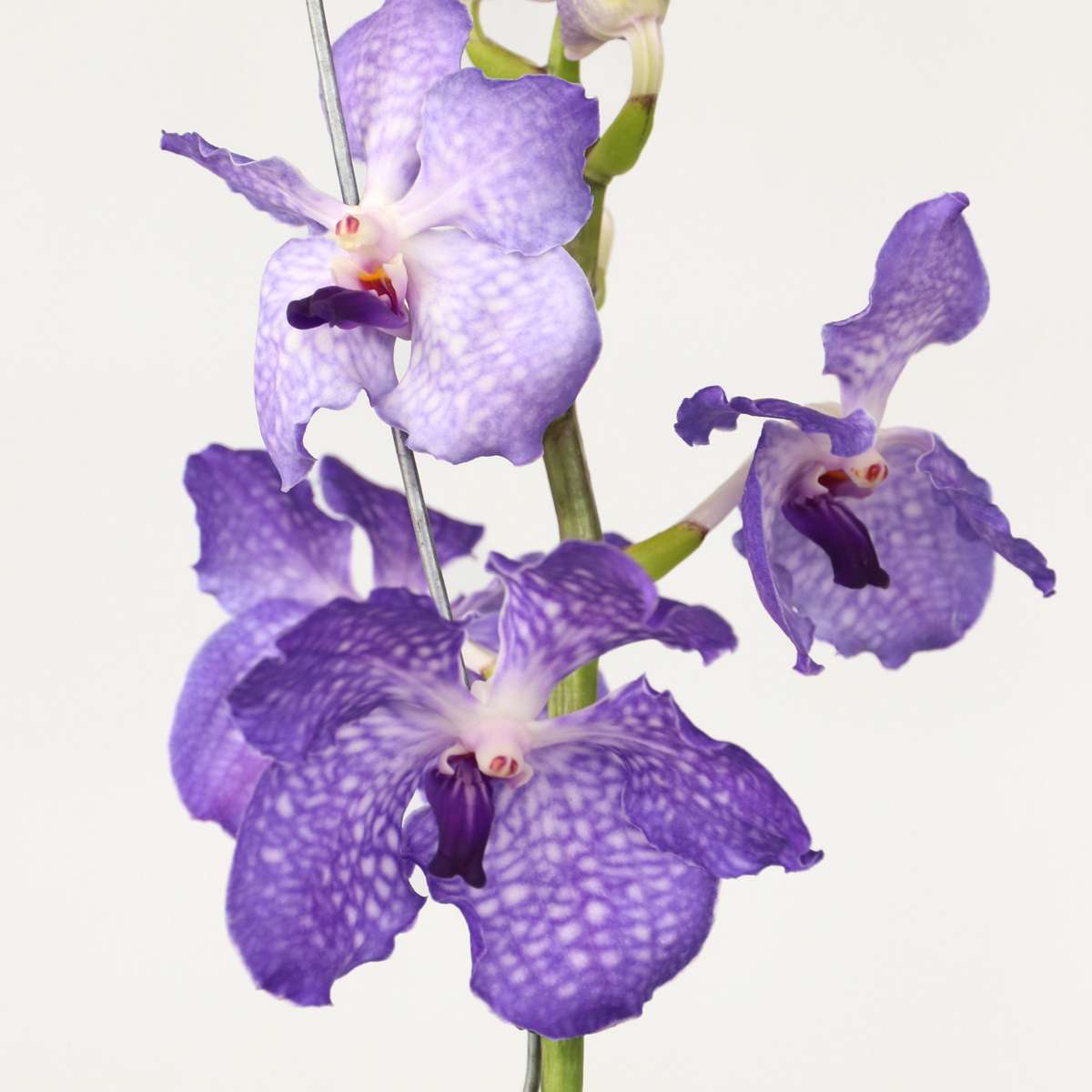 Vanda-Orchidee - Vanda 'New Blue' - Höhe 55-65Cm