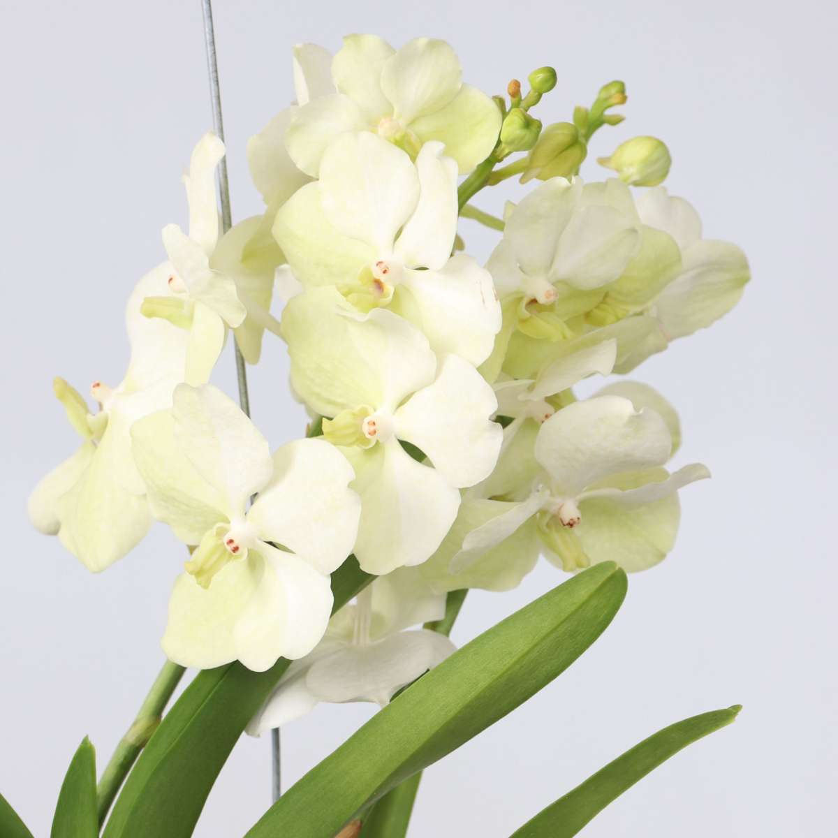 Vanda-Orchidee - Vanda 'Tayanee White' - Höhe 45-55Cm
