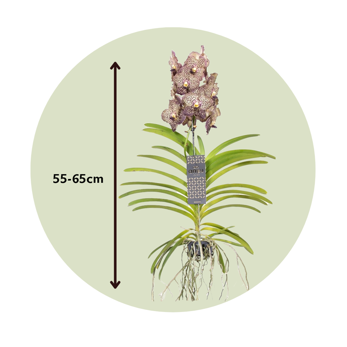 Vanda-Orchidee - Vanda 'Ocelot Mocha' - Höhe 55-65Cm