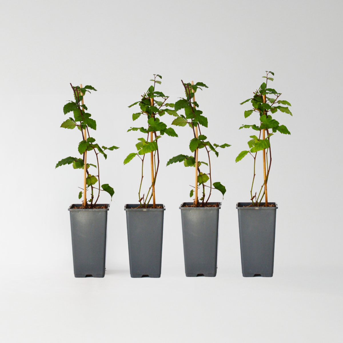 Fruit Trees Brombeerpflanzen - 2 Stk - Rubus Fruticosus 'Thornfree' - Höhe 50-60Cm - ⌀15Cm