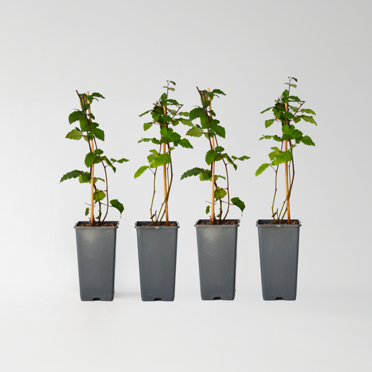 Fruit Trees Brombeerpflanzen - 2 Stk - Rubus Fruticosus 'Thornfree' - Höhe 50-60Cm - ⌀15Cm