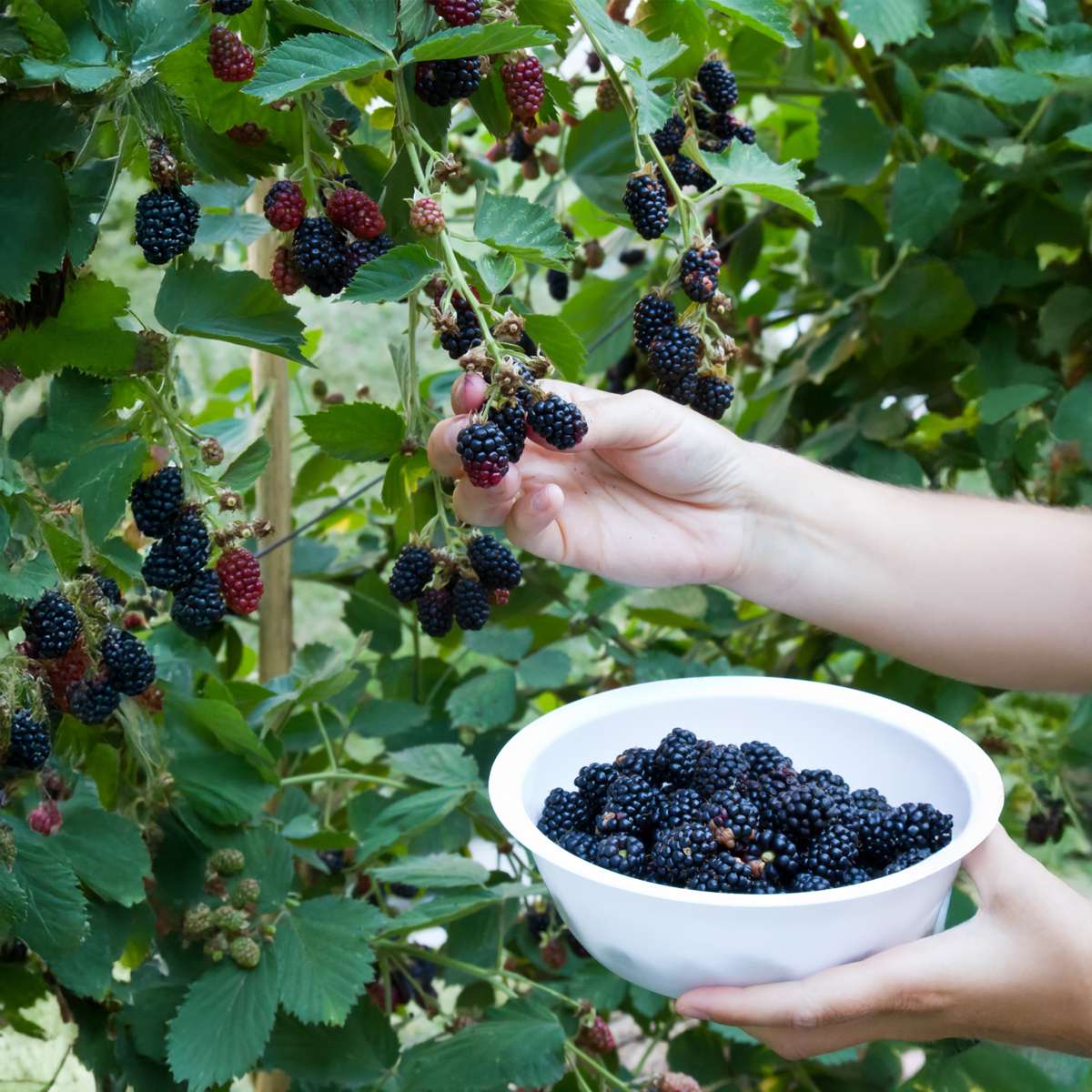 Fruit Trees Brombeerpflanzen - 2 Stk - Rubus Fruticosus 'Thornfree' - Höhe 50-60Cm - ⌀15Cm