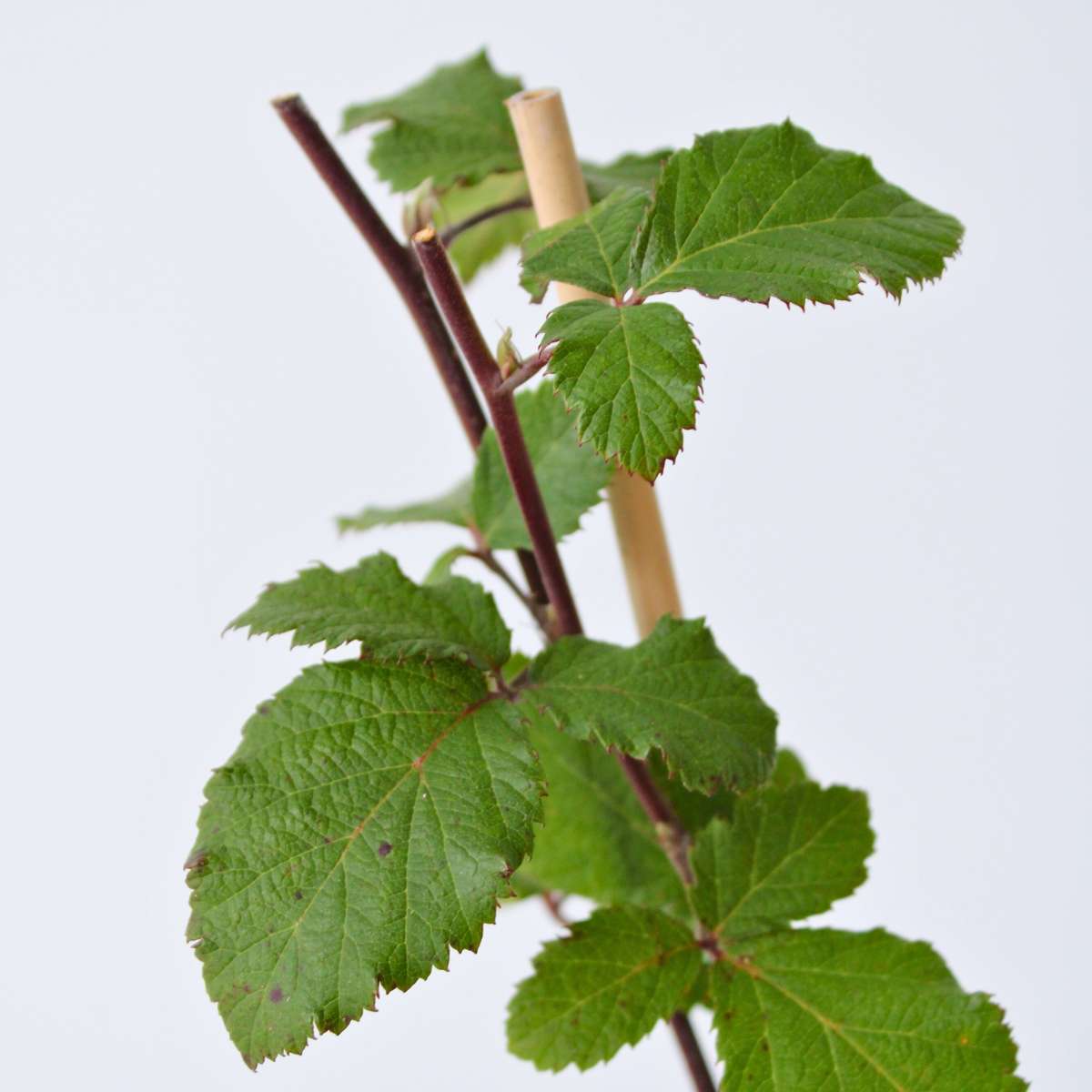 Fruit Trees Brombeerpflanzen - 2 Stk - Rubus Fruticosus 'Thornfree' - Höhe 50-60Cm - ⌀15Cm