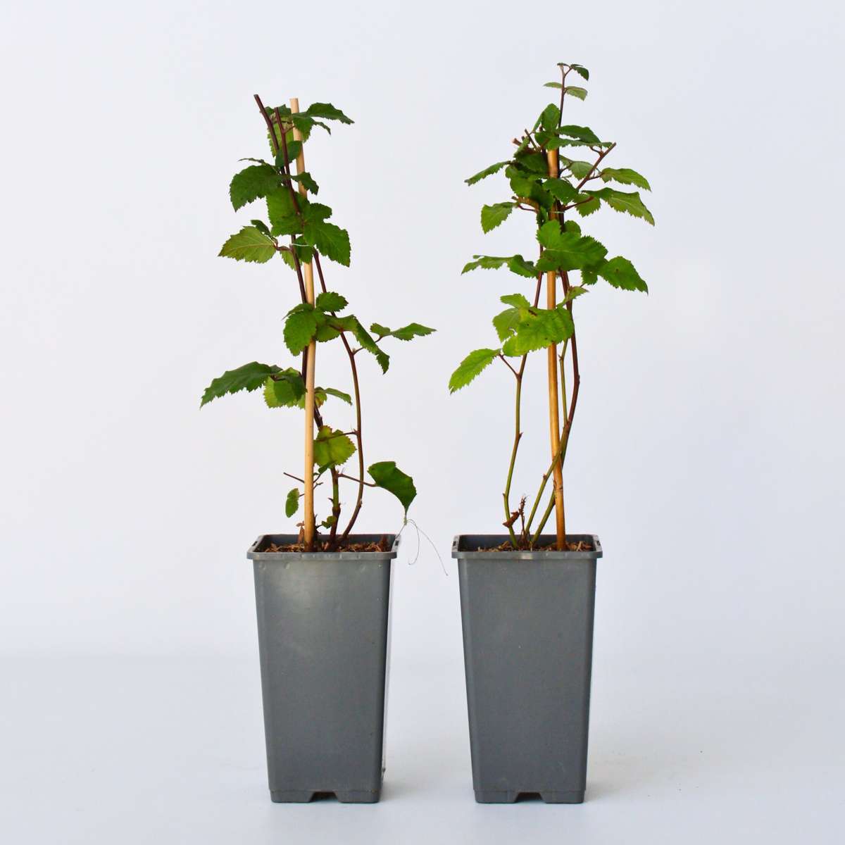 Fruit Trees Brombeerpflanzen - 2 Stk - Rubus Fruticosus 'Thornfree' - Höhe 50-60Cm - ⌀15Cm