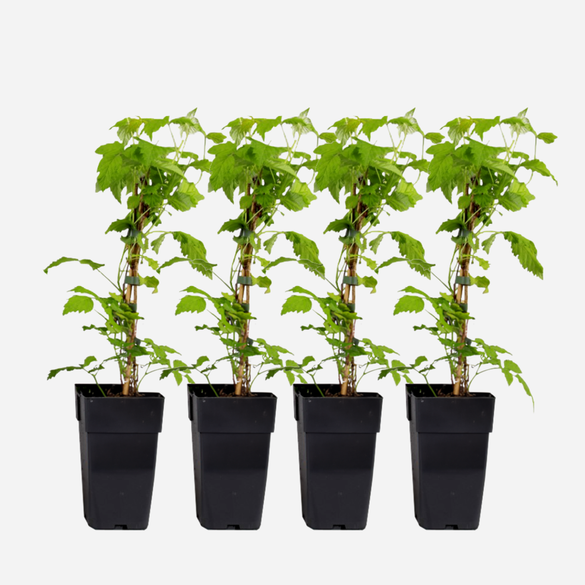 Fruit Trees Himbeerpflanze - 4 Stk - Rubus Idaeus 'Malling Promise' - Höhe 50-60Cm - ⌀15Cm