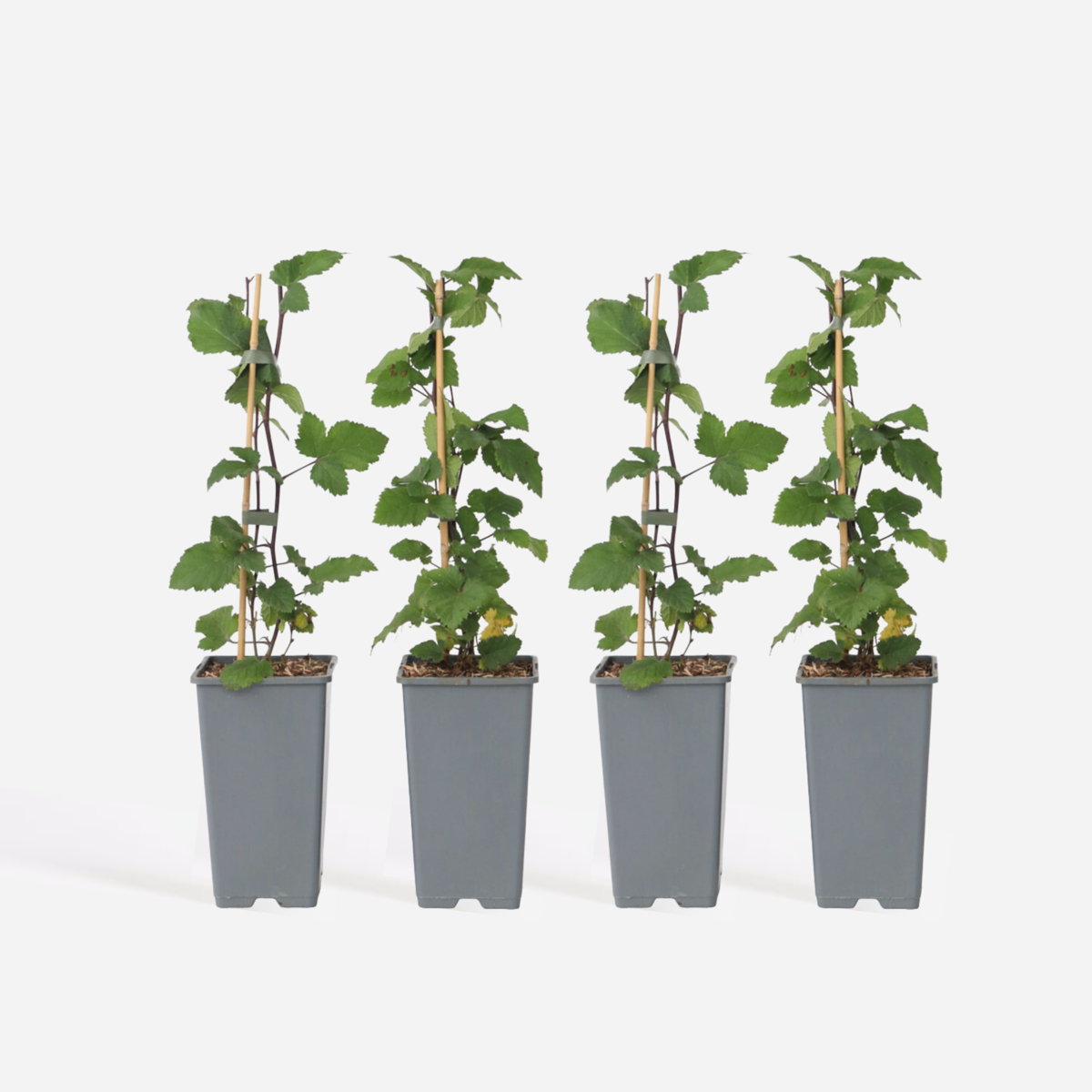 Fruit Trees Rote Johannisbeere - 4 Stk - Ribes Rubrum 'J. Van Tets' - Höhe 50-60Cm - ⌀15Cm