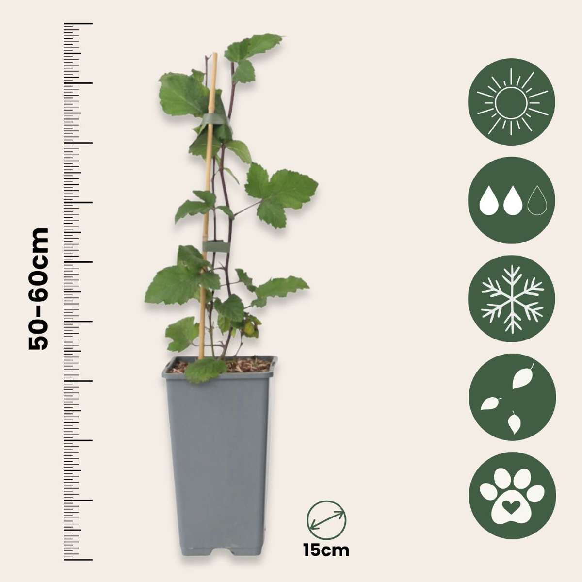 Fruit Trees Rote Johannisbeere - 4 Stk - Ribes Rubrum 'J. Van Tets' - Höhe 50-60Cm - ⌀15Cm