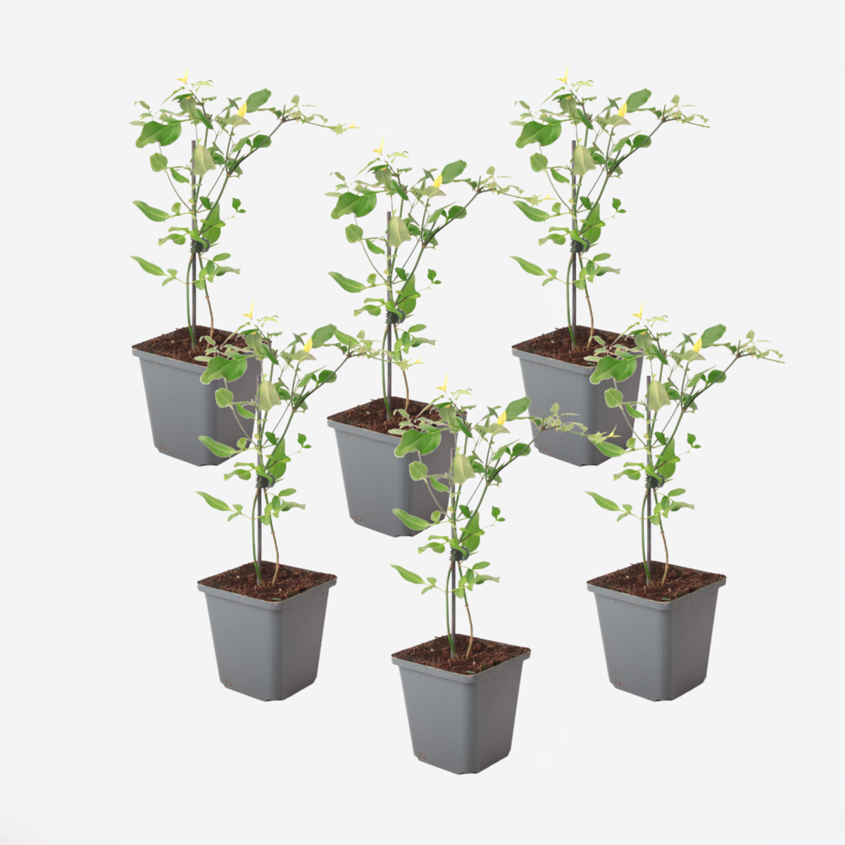 Other Garden Plants Jasmin - 6 Stk - Jasminum 'Summer Scent' - Höhe 25-40Cm - ⌀9Cm
