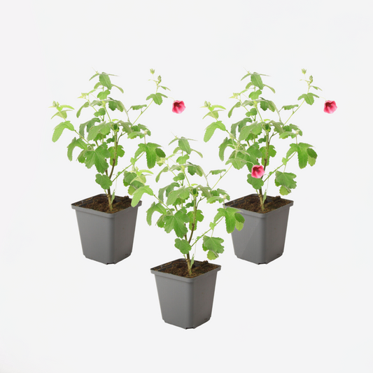 Other Shrubs Kapmalve - 3 Stk - Anisodontea Capensis 'El Rayo' - Höhe 25-40Cm - ⌀9Cm