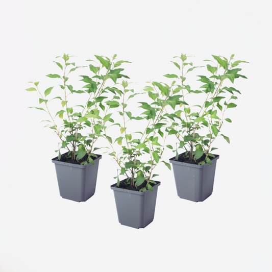 Other Shrubs Blaues Nachtschatt - 3 Stk - Lycianthes Rantonnetii - Höhe 25-40Cm - ⌀9Cm