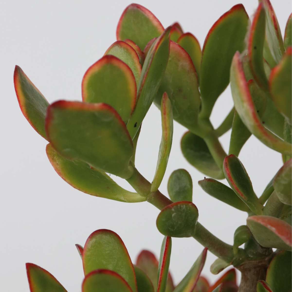Succulents Jadepflanze - Crassula Ovata 'Sunset' - Höhe 55-60Cm - ⌀30Cm