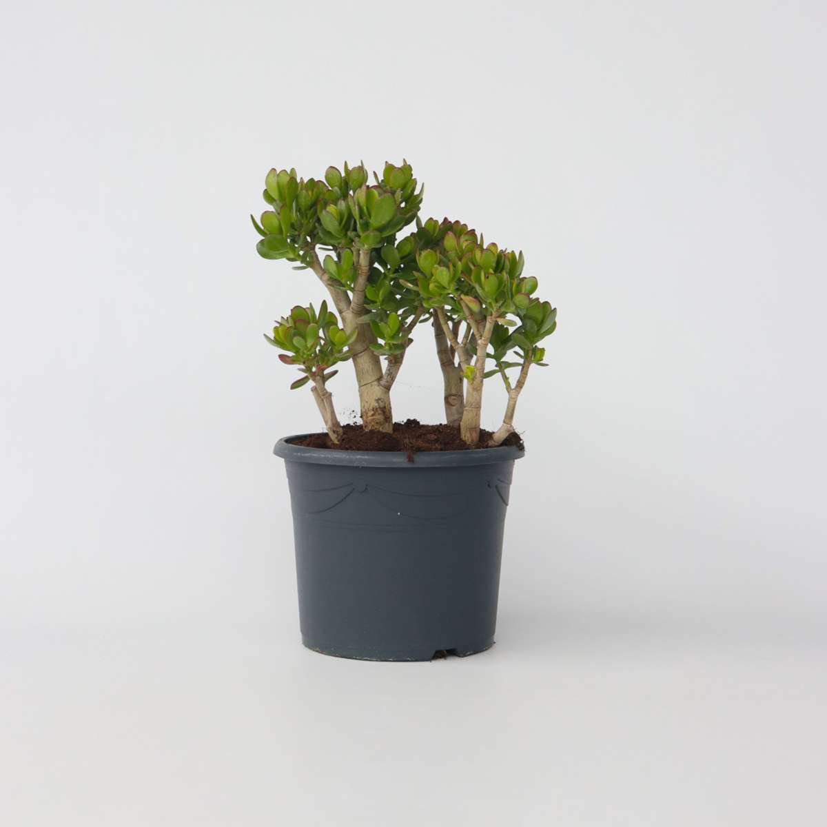 Succulents Jadepflanze - Crassula Ovata 'Minor' - Höhe 60-65Cm - ⌀30Cm