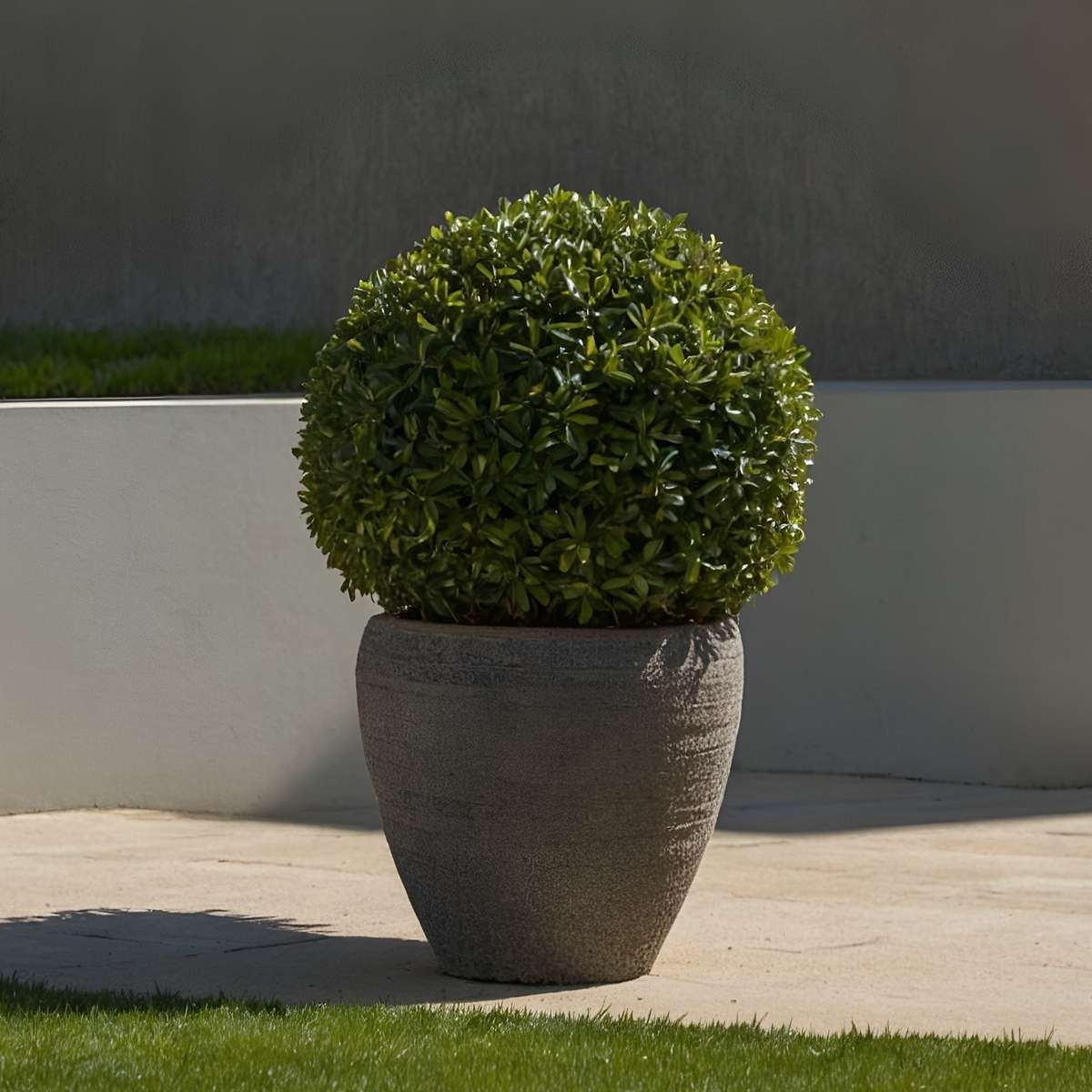 Hedge Plants Japanische Stechpalme - 2 Stk - Ilex Crenata 'Jenny' - Höhe 30-40Cm - ⌀17Cm