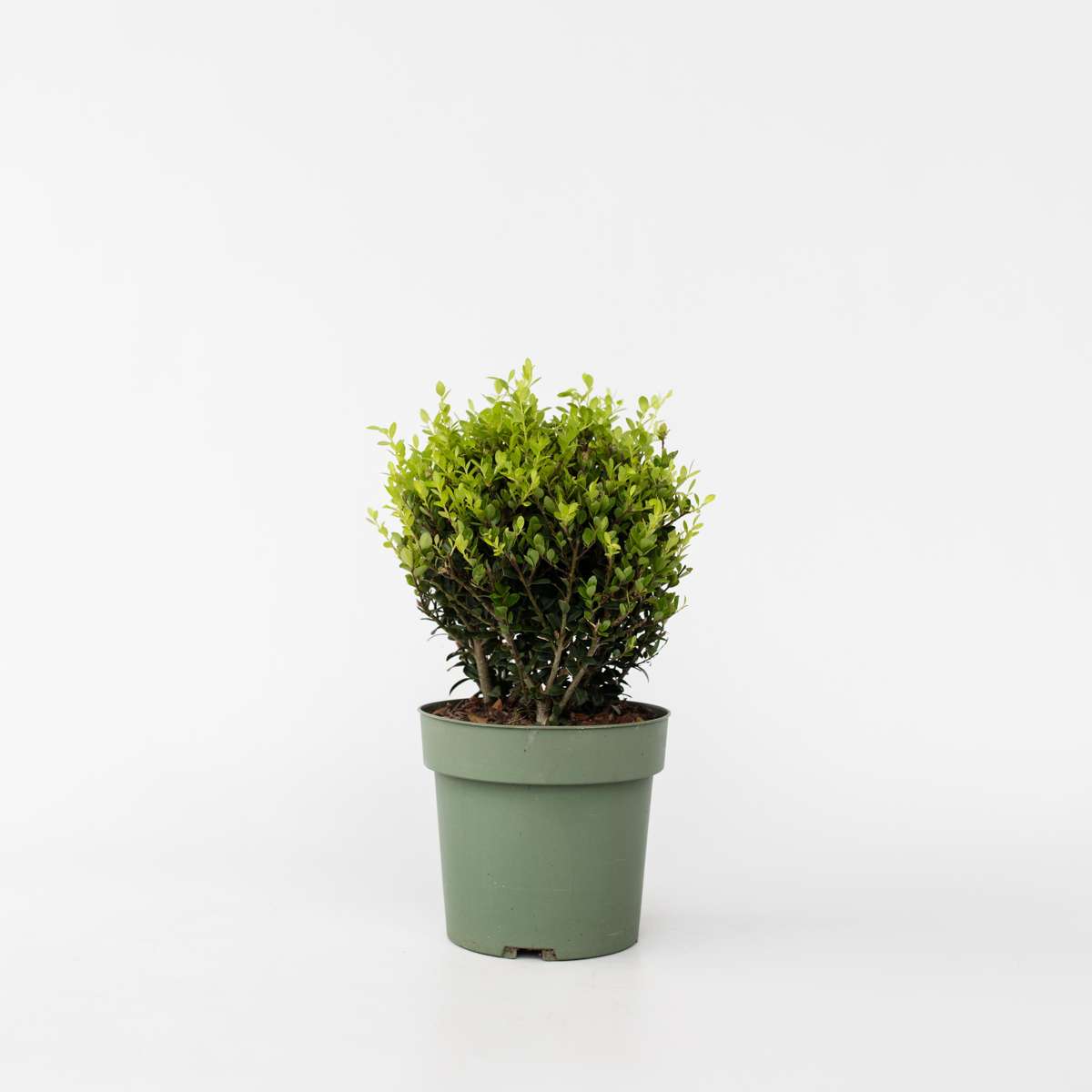 Hedge Plants Japanische Stechpalme - Ilex Crenata 'Jenny' - Höhe 30-40Cm - ⌀17Cm