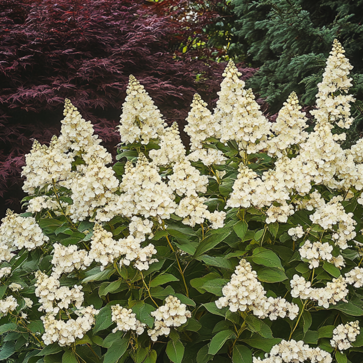 Hydrangea Hortensie - Hydrangea Paniculata 'Candlelight' - Höhe 25-40Cm - ⌀19Cm